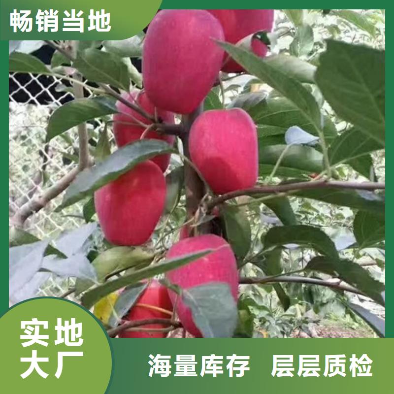 苹果梨树苗层层质检适用范围广