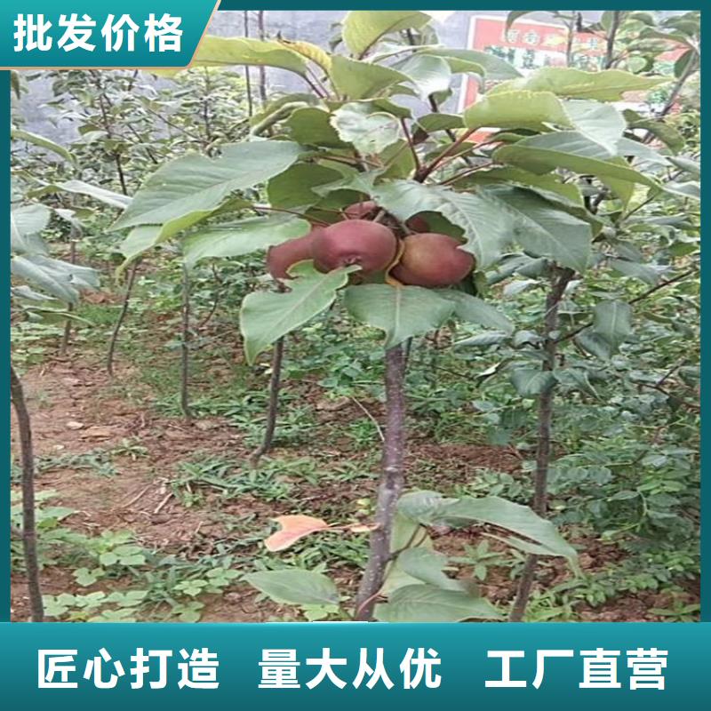 苹果梨树苗交货准时技术先进