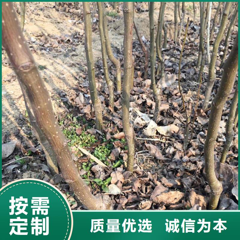 梨树-【桃树苗】订购当地供应商