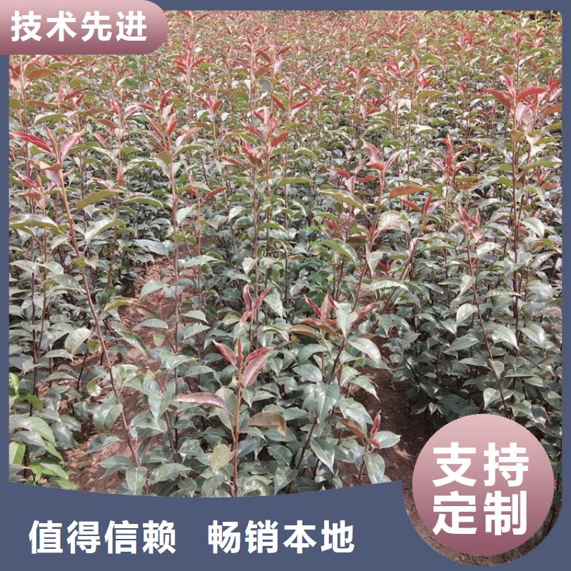 梨树苹果苗货源足质量好附近公司