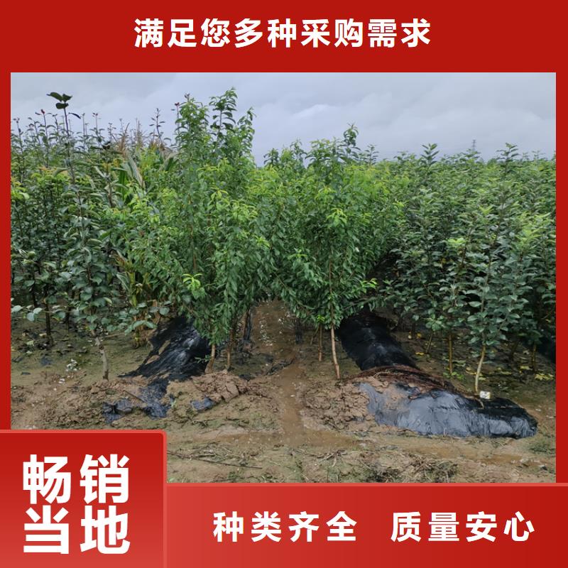 梨树,桃树苗超产品在细节价格实在