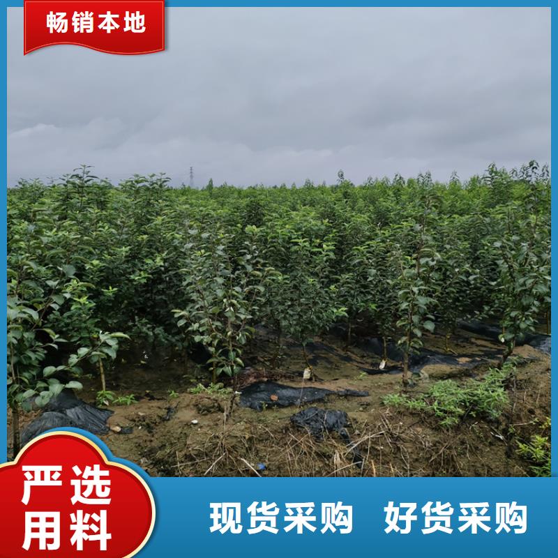 【梨树】无花果苗今日价格本地品牌