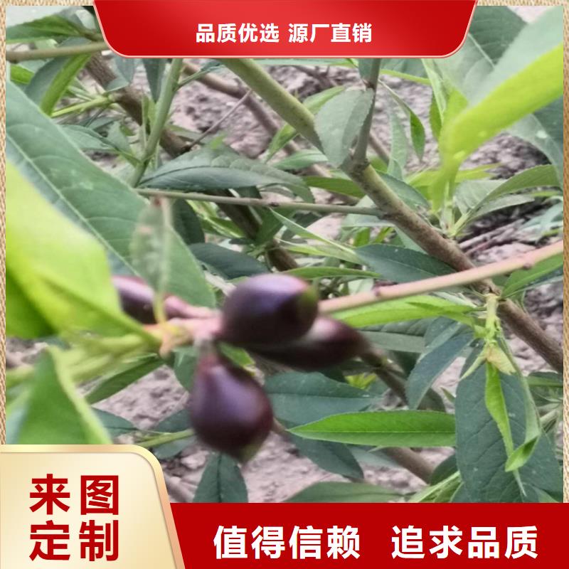 桃西瓜苗有口皆碑一站式采购方便省心