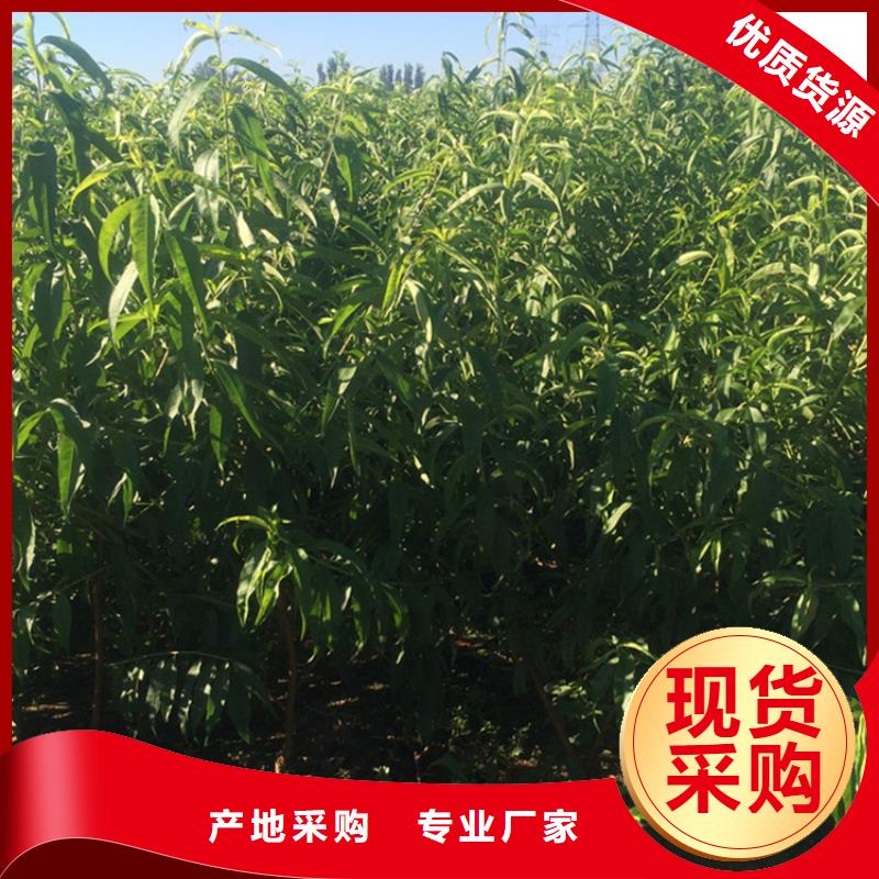 桃蓝莓苗工艺层层把关用心做品质