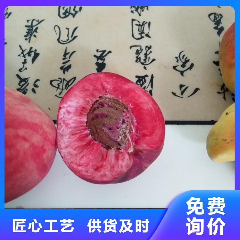 桃北美冬青联系厂家质量三包