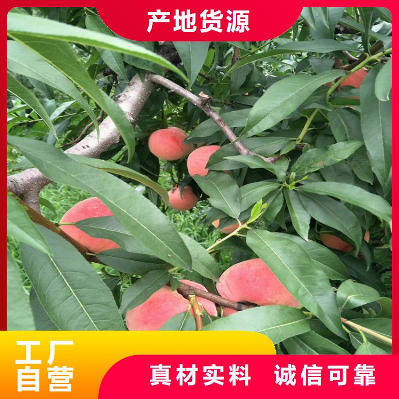 【桃樱桃苗质量上乘】厂家直销大量现货