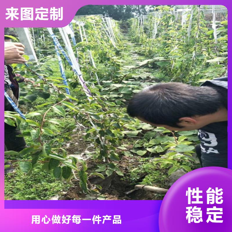 猕猴桃樱桃苗现货供应当地货源