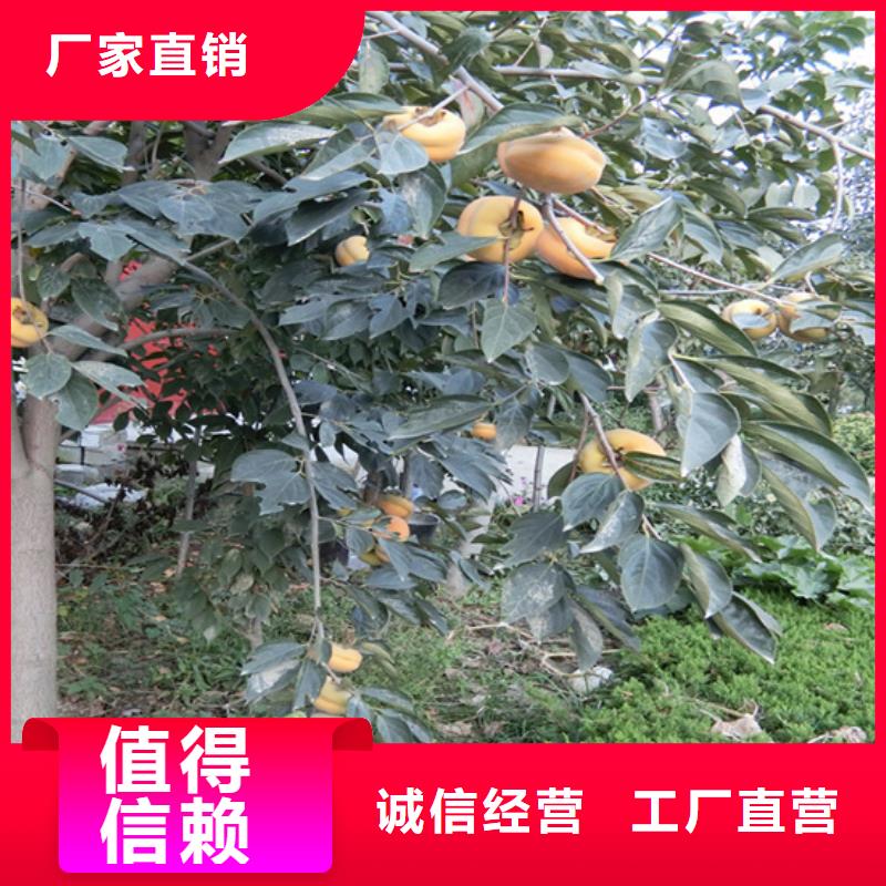 柿子蓝莓苗工厂采购自有生产工厂