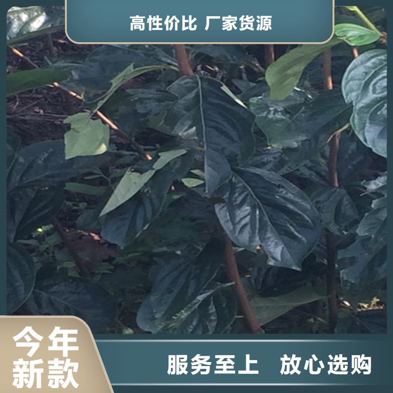 柿子苹果苗好货直供本地制造商