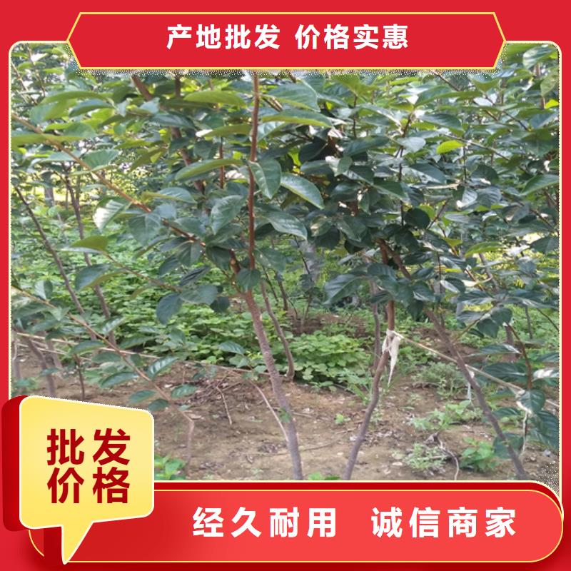 【柿子,蓝莓苗定制不额外收费】质量不佳尽管来找我