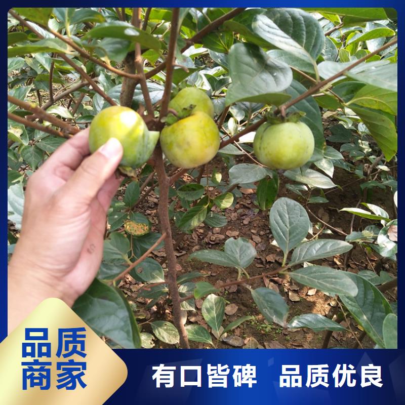 柿子【无花果苗】工艺层层把关多家仓库发货