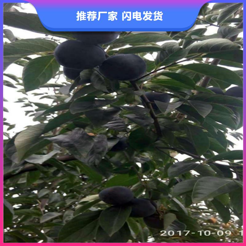 柿子苹果苗快捷物流种类多质量好