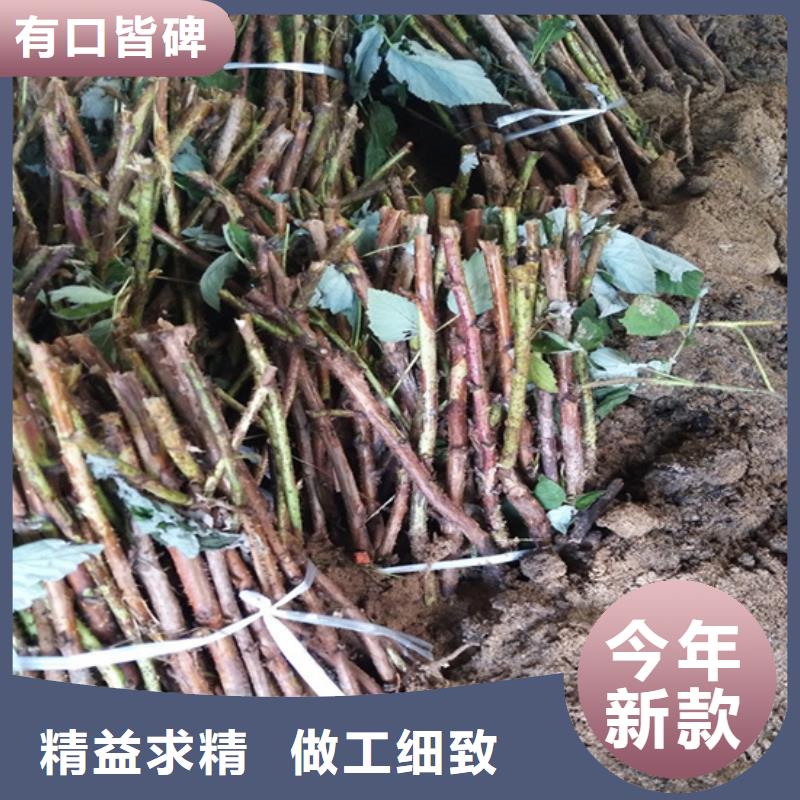 树莓【蓝莓苗】厂家案例当地供应商