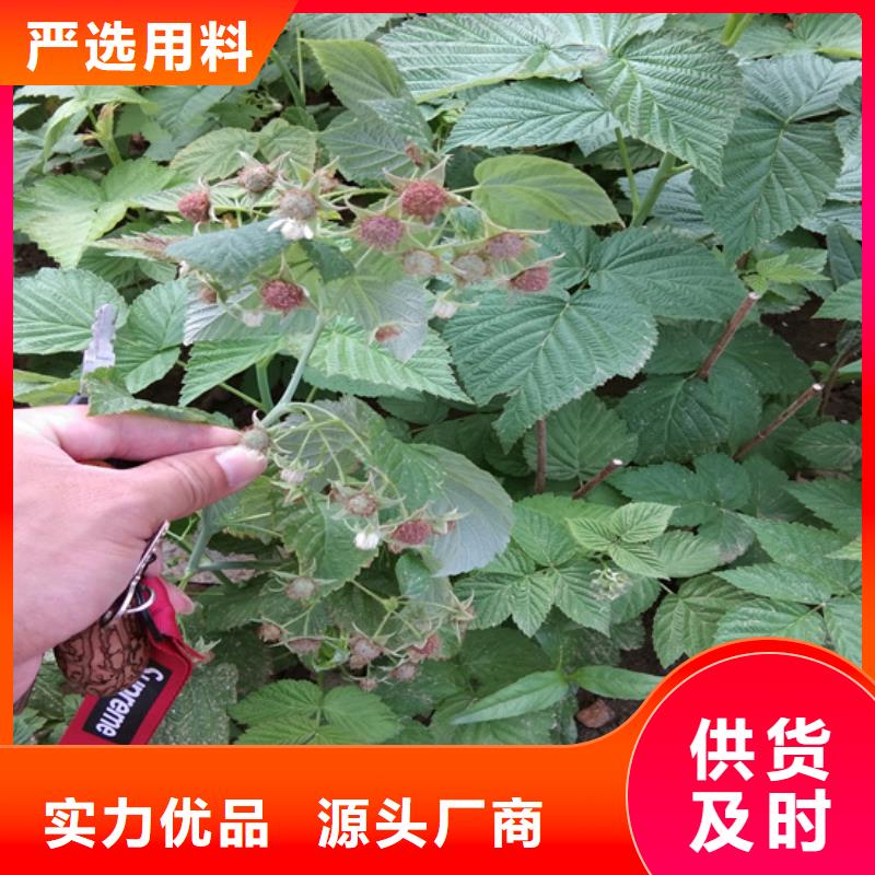 【树莓-玛瑙红石榴苗实体厂家】每个细节都严格把关