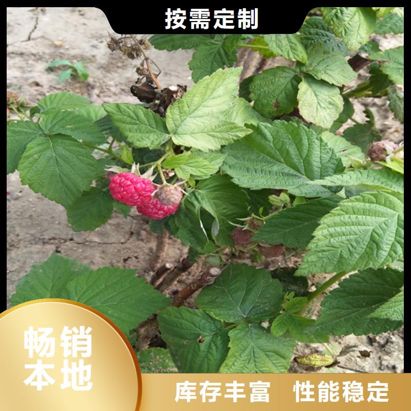 树莓苹果苗品质有保障当地品牌