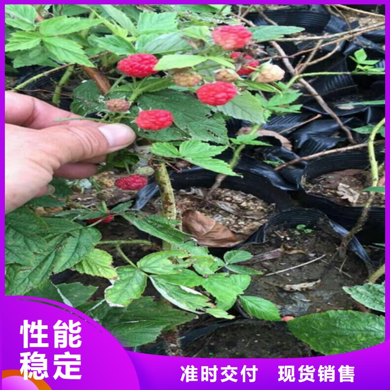 【树莓,苹果苗厂家直销】现货直发