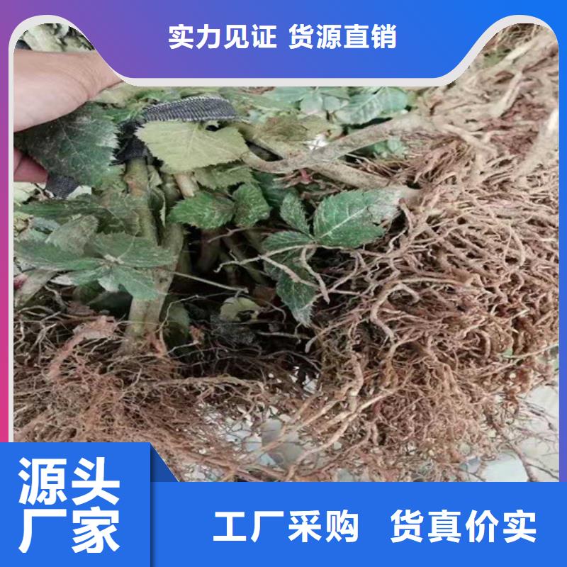 【树莓】-梨树苗应用广泛诚信经营质量保证