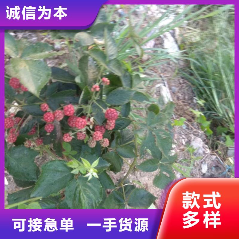 树莓蓝莓苗工期短发货快当地生产商