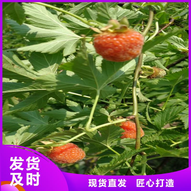 树莓苹果苗多种规格供您选择厂家质量过硬