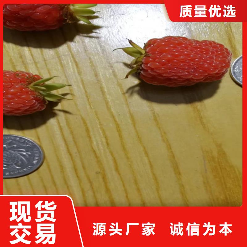 【树莓蓝莓苗优质工艺】专业厂家