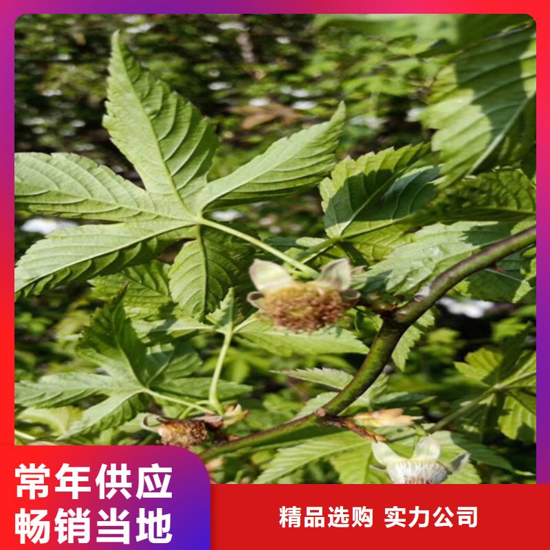 树莓梨树苗一站式采购让利客户