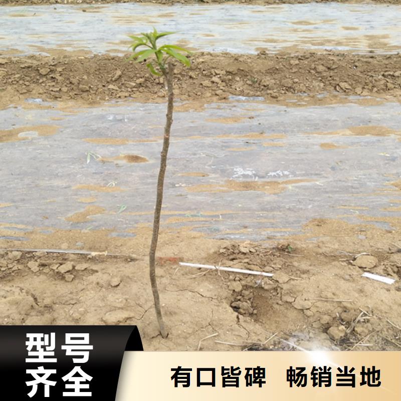 碧根果苹果苗支持货到付清厂家销售