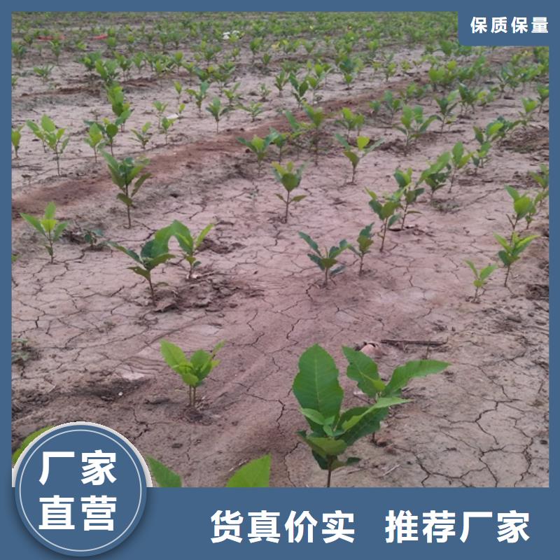 碧根果樱桃苗海量库存量大更优惠