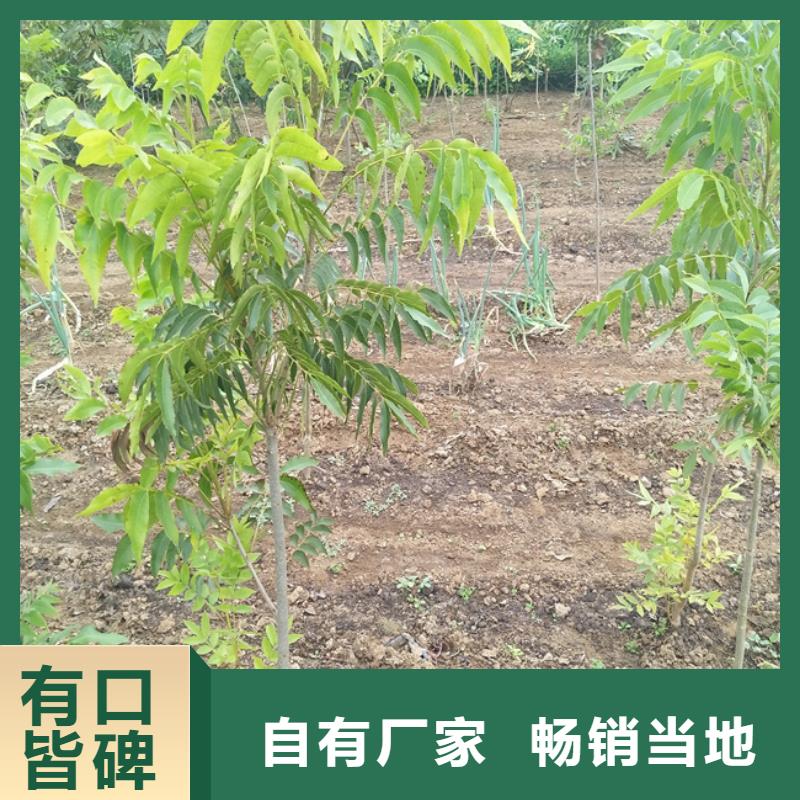 碧根果石榴苗一手价格附近公司