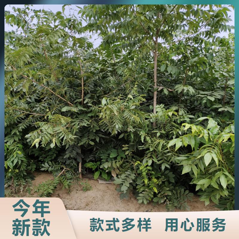 碧根果_石榴树质量三包今日价格