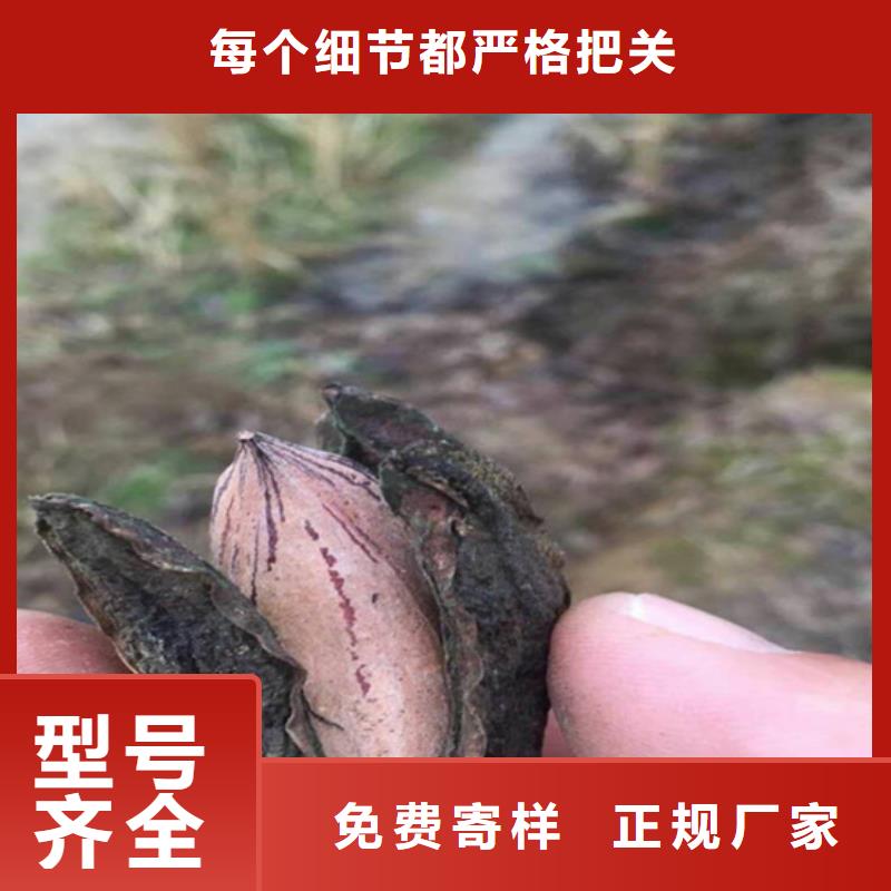 碧根果苹果苗用心制造大量现货供应