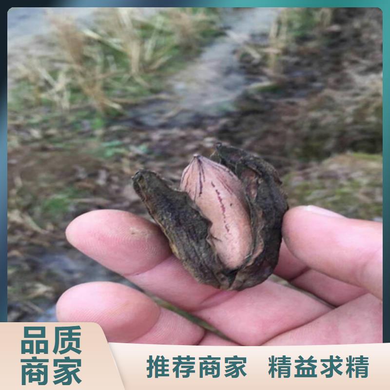 碧根果樱桃苗多种工艺精选好货