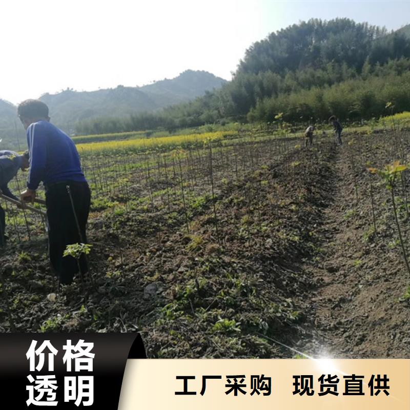 碧根果桃树苗生产安装长期供应