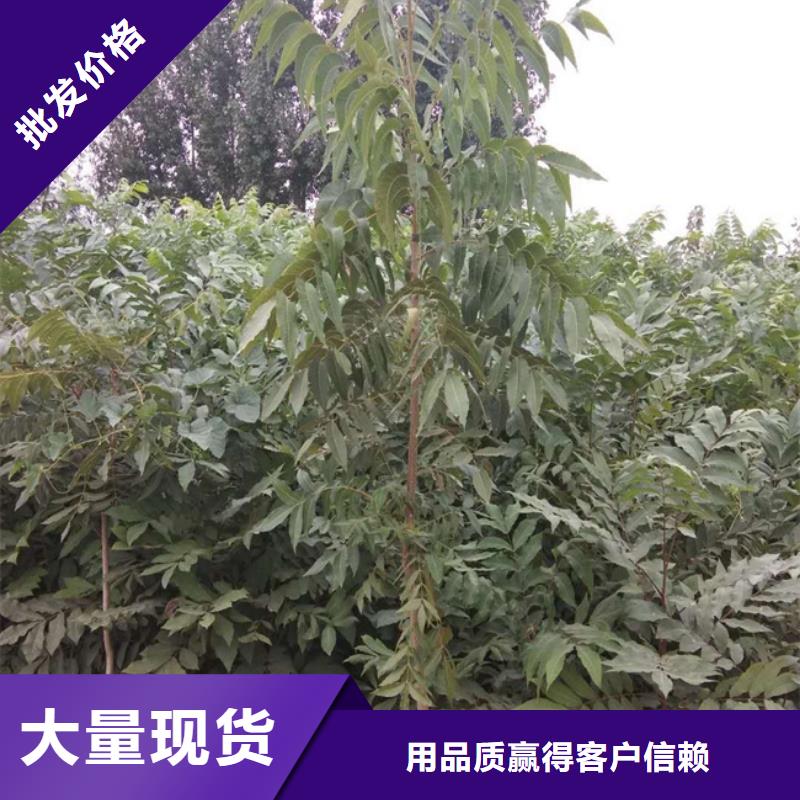 碧根果石榴树用途广泛支持定制