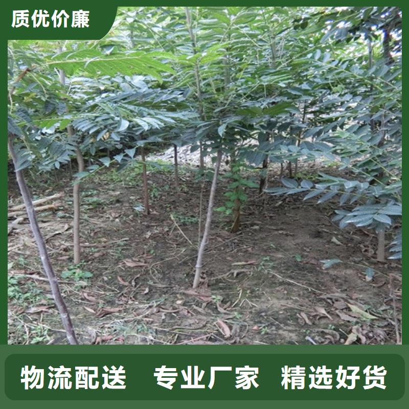 香椿桃树苗精选货源厂家采购