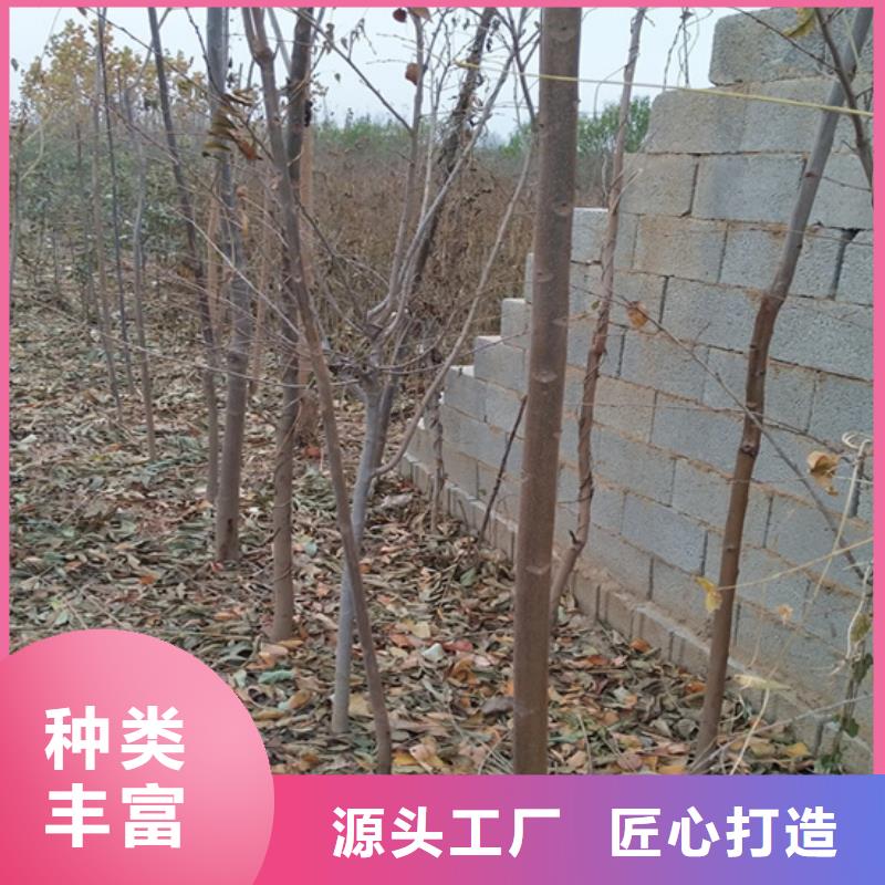 香椿苹果苗专注生产制造多年本地品牌