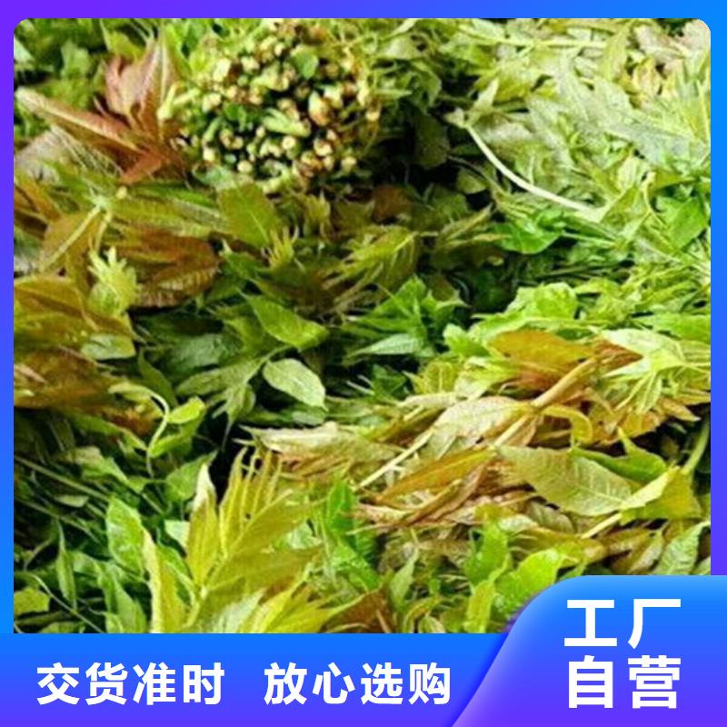 香椿樱桃苗产品细节当地制造商