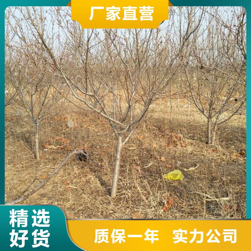 【杏苹果苗价格透明】当地制造商