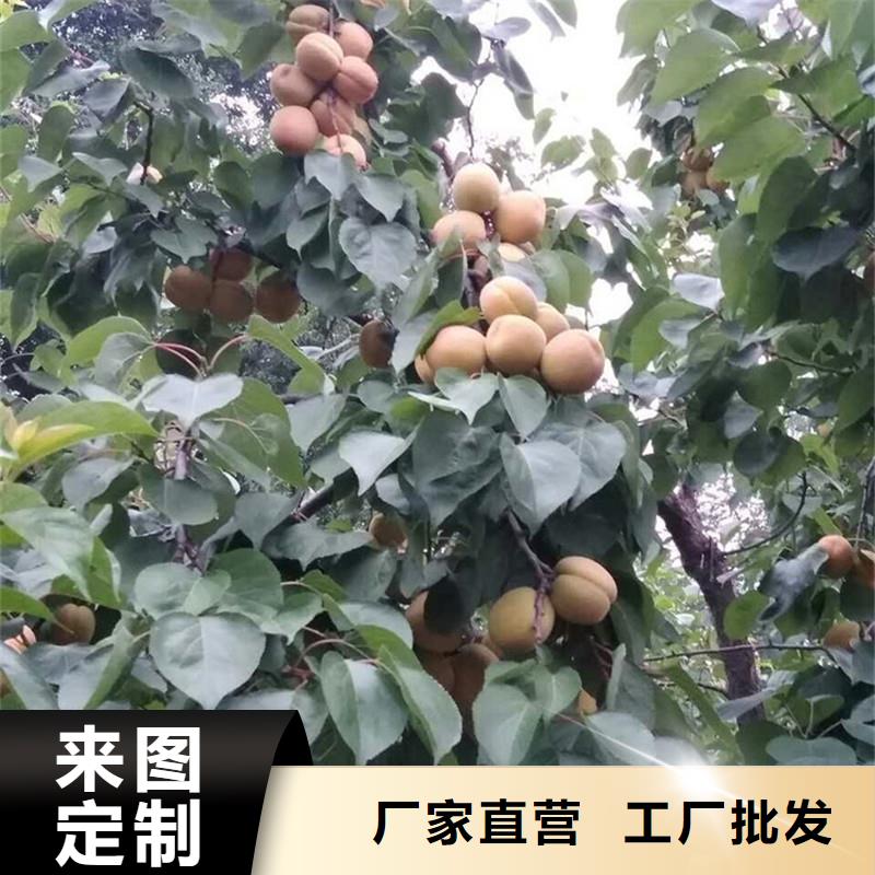 杏苹果苗大库存无缺货危机N年生产经验