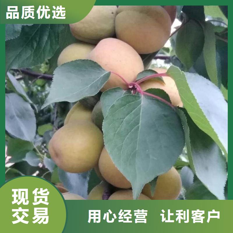 杏_【草莓苗】发货迅速生产经验丰富