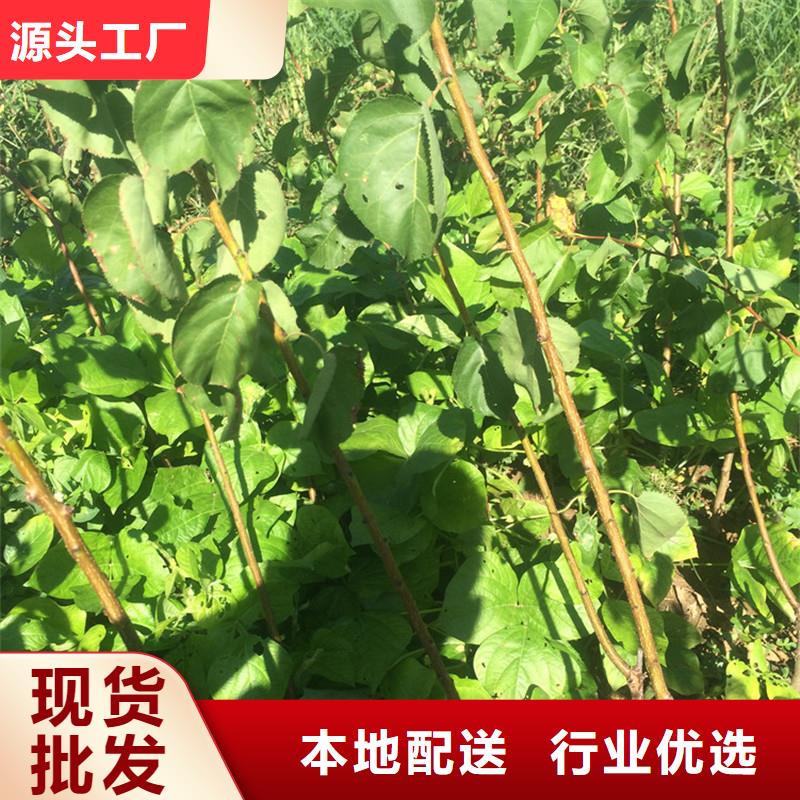 杏无花果苗定制定做价格地道