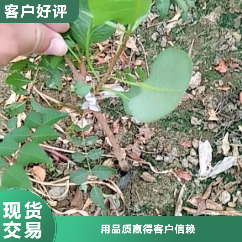 开心果,【石榴苗】质量看得见价格合理