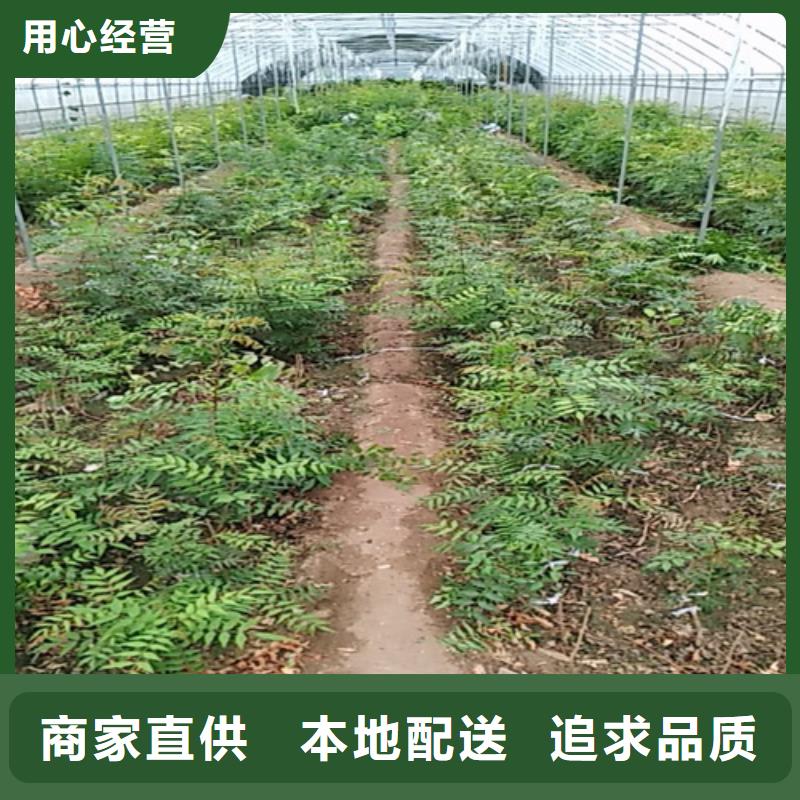 开心果_石榴树专注细节更放心附近供应商