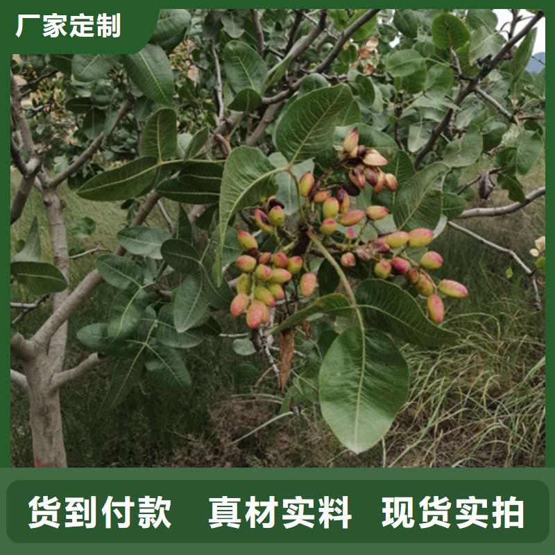 【开心果蓝莓苗价格实惠】源头厂家来图定制