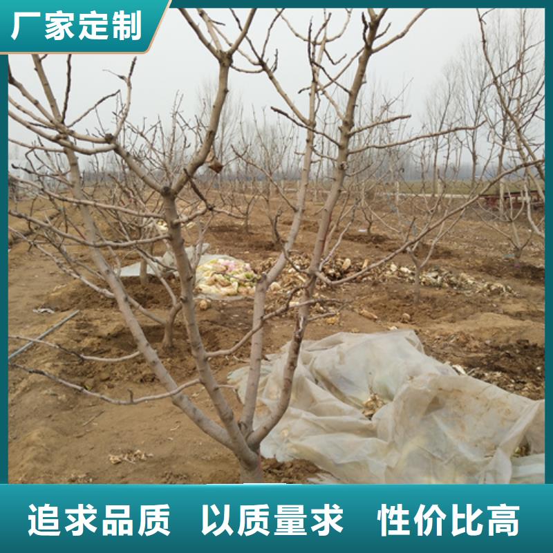 开心果-【苹果苗】行业优选附近制造商