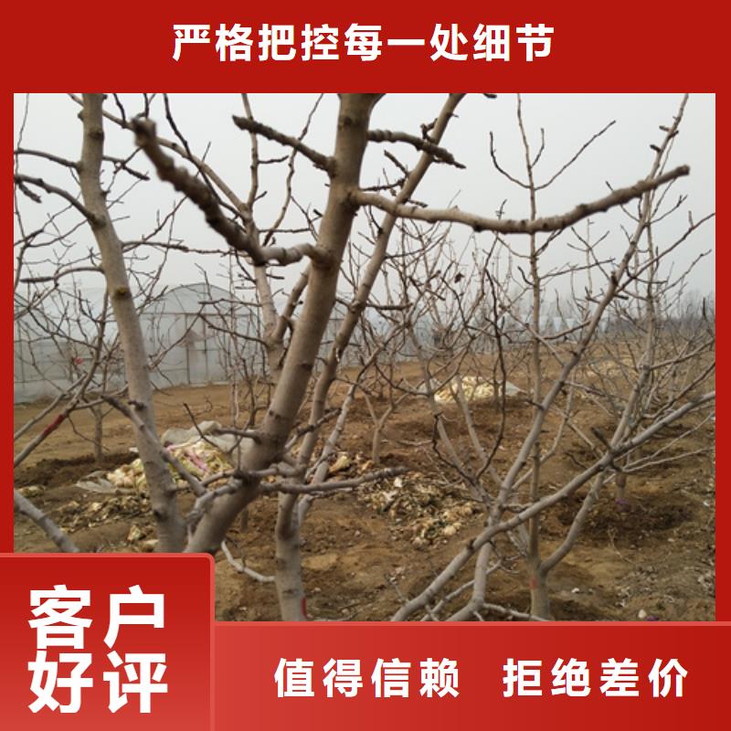 【开心果苹果苗买的放心安兴用的舒心】当地供应商