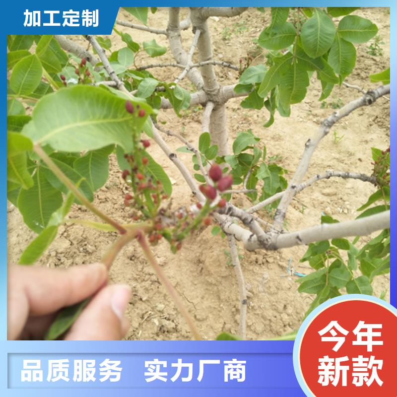 开心果苹果苗用好材做好产品产地源头好货