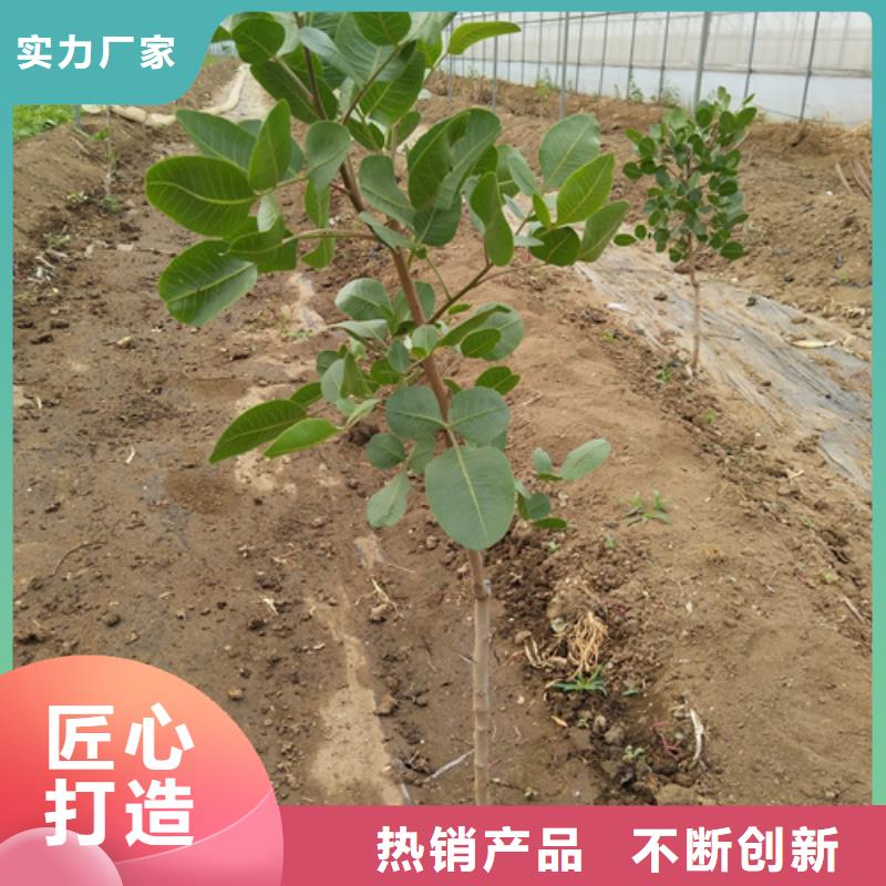 开心果苹果苗每个细节都严格把关货源报价