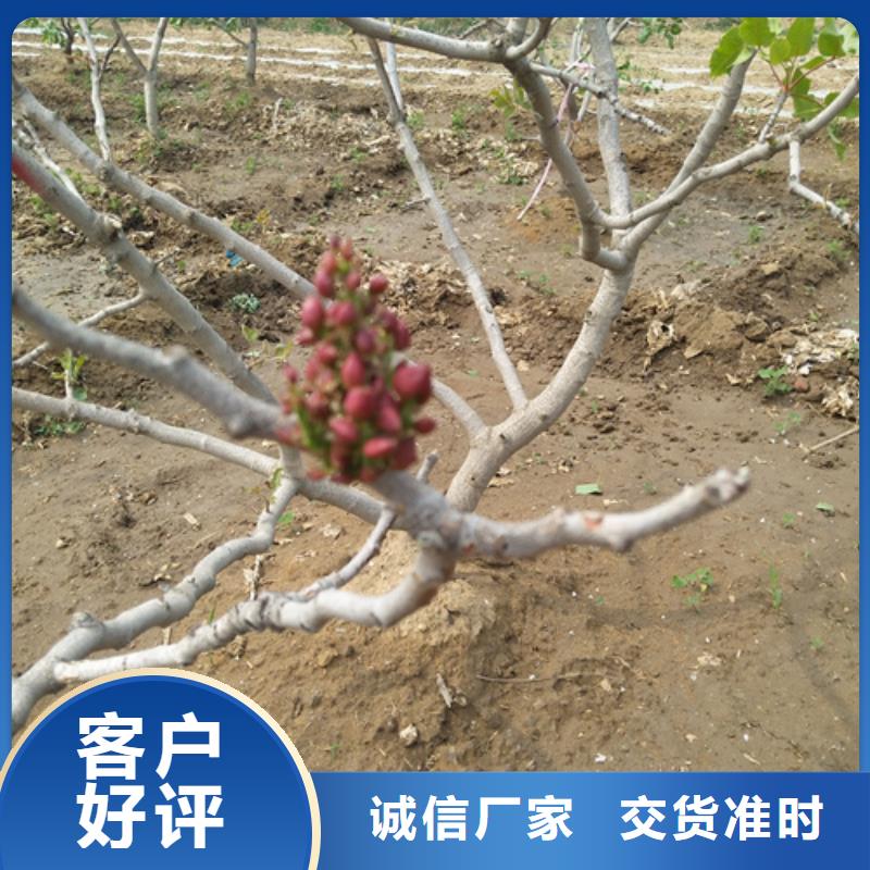 开心果苹果苗精工打造附近制造商