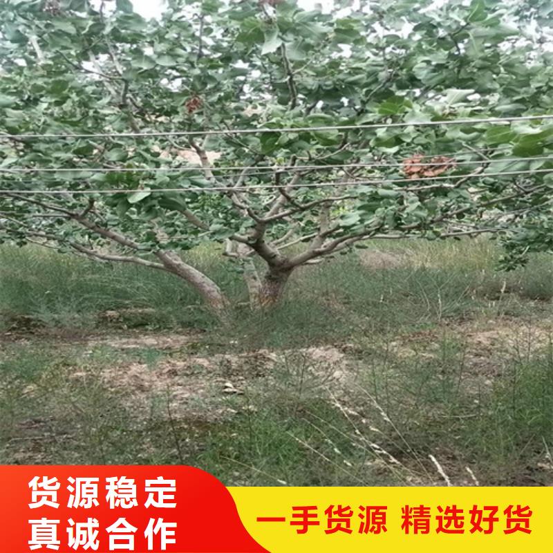 【开心果樱桃苗精心打造】当地制造商