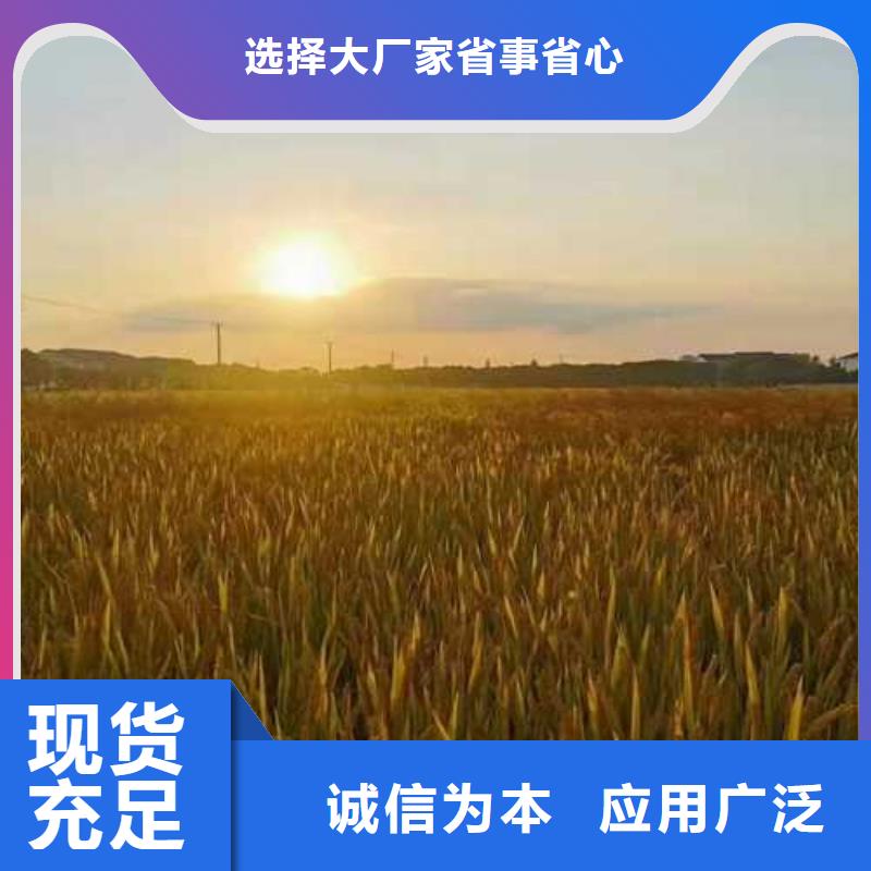 阳澄湖买蟹哪里好苏州莲花岛顾记蟹庄附近货源